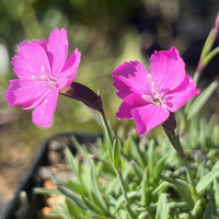 Dianthus 'La Bourboule'